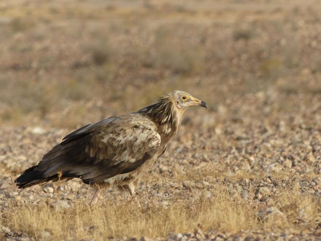 רחם מתבגר. | ד"ר רון אפרת