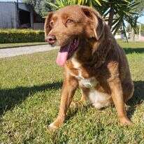 בובי הכלב, שזכה לכאורה בתואר שיא גינס ככלב הזקן ביותר. | רויטרס