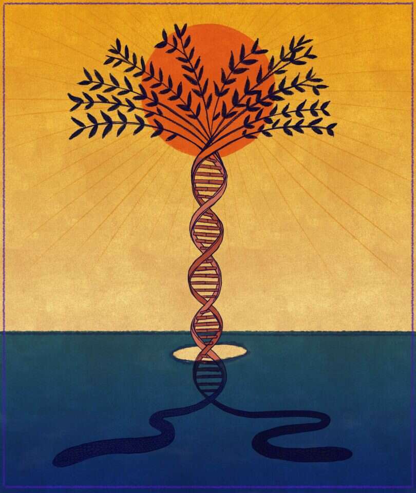 איור: שרון ארדיטי