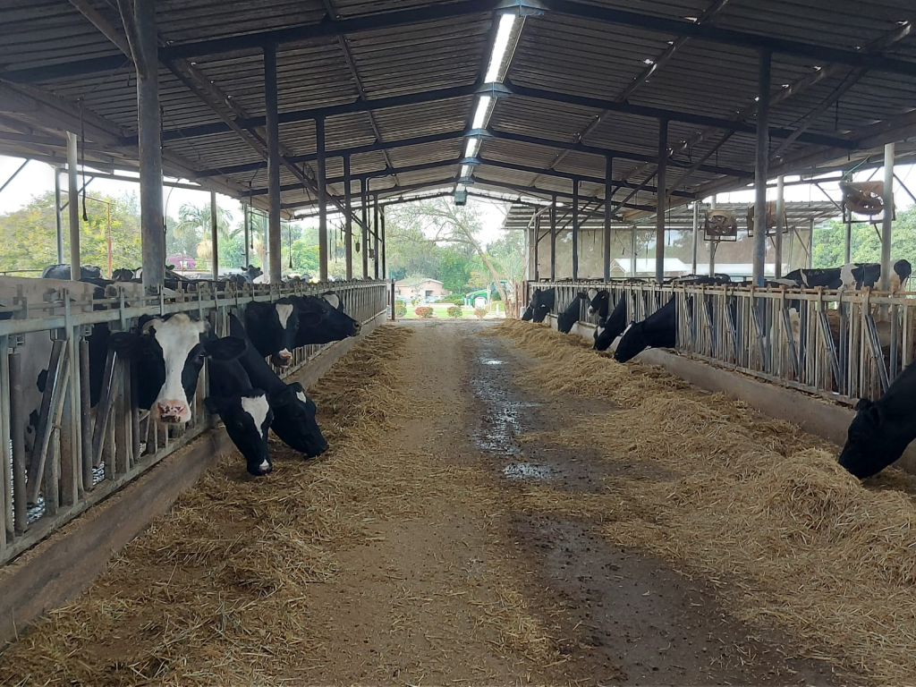 הרפת בקיבוץ אורים. | טלי מדינה