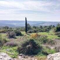 אחו יפייפה מתוך השביל. | - איציק בן דב, החברה להגנת הטבע