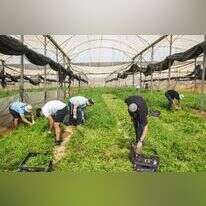 מתנדבים בחקלאות במושב יתד. | נעמה גרינבאום