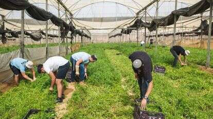 מתנדבים בחקלאות במושב יתד. | נעמה גרינבאום