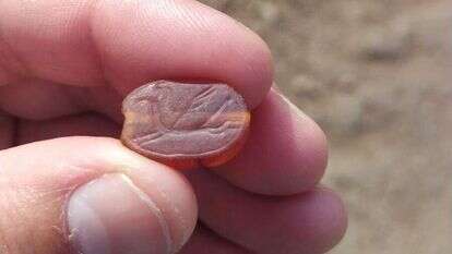 החרפושית בידיו של ארז אברהמוב. | ארז אברהמוב. החרפושית בידיו של ארז אברהמוב. | ארז אברהמוב.