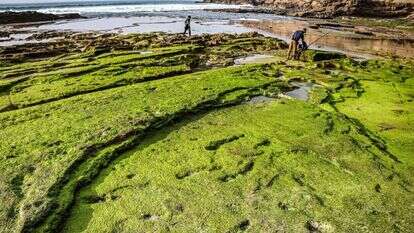 העקבות שהתגלו בחוף הים במרוקו. | FADEL SENNA, AFP