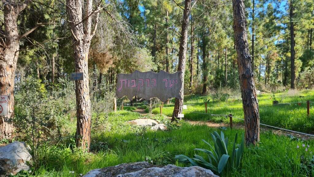 יער הרקפות, כוכב יאיר. | צק אין אאוט