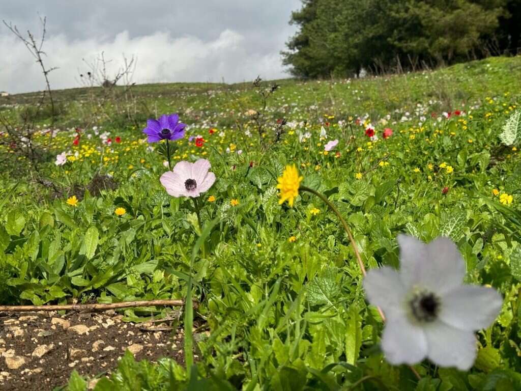 כלניות. | צק אין אאוט