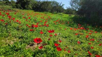 פארק עדולם. | צק אין אאוט