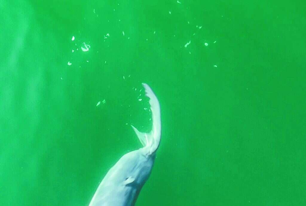 הקרום שהעמלץ הלבן השיל ממנו. | קרלוס גאונה, מליבו ארטיסט