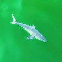 העמלץ הלבן הצעיר. | קרלוס גאונה, מליבו ארטיסט