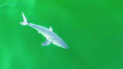 העמלץ הלבן הצעיר. | קרלוס גאונה, מליבו ארטיסט