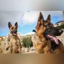 כלבים. | David Cohen/Flash90