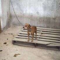 כלב שנמצא בצפון רצועת עזה. | Aaed Tayeh - פלאש 90