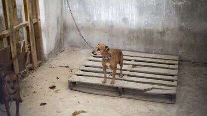 כלב שנמצא בצפון רצועת עזה. | Aaed Tayeh - פלאש 90