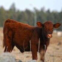 "עוד לא הגענו להחלטה סופית בעניין כשרות הפרות הנוכחיות". אחת הפרות האדומות שהובאו מארצות הברית. | גיל אליהו, ג'יני