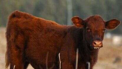 "עוד לא הגענו להחלטה סופית בעניין כשרות הפרות הנוכחיות". אחת הפרות האדומות שהובאו מארצות הברית. | גיל אליהו, ג'יני "עוד לא הגענו להחלטה סופית בעניין כשרות הפרות הנוכחיות". אחת הפרות האדומות שהובאו מארצות הברית. | גיל אליהו, ג'יני