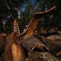 יערות השעם בקורוצ'ה, פורטוגל. | הוושינגטון פוסט