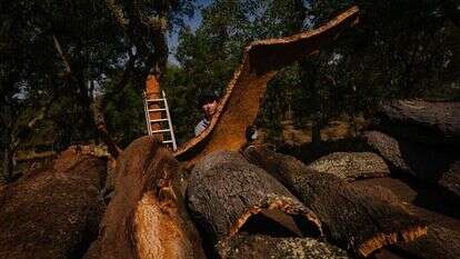 יערות השעם בקורוצ'ה, פורטוגל. | הוושינגטון פוסט