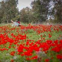 גרשון אלינסון, פלאש 90