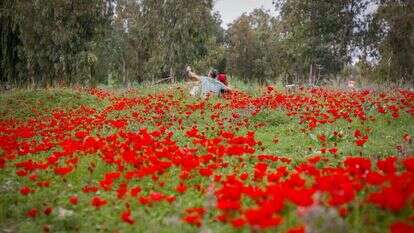 גרשון אלינסון, פלאש 90