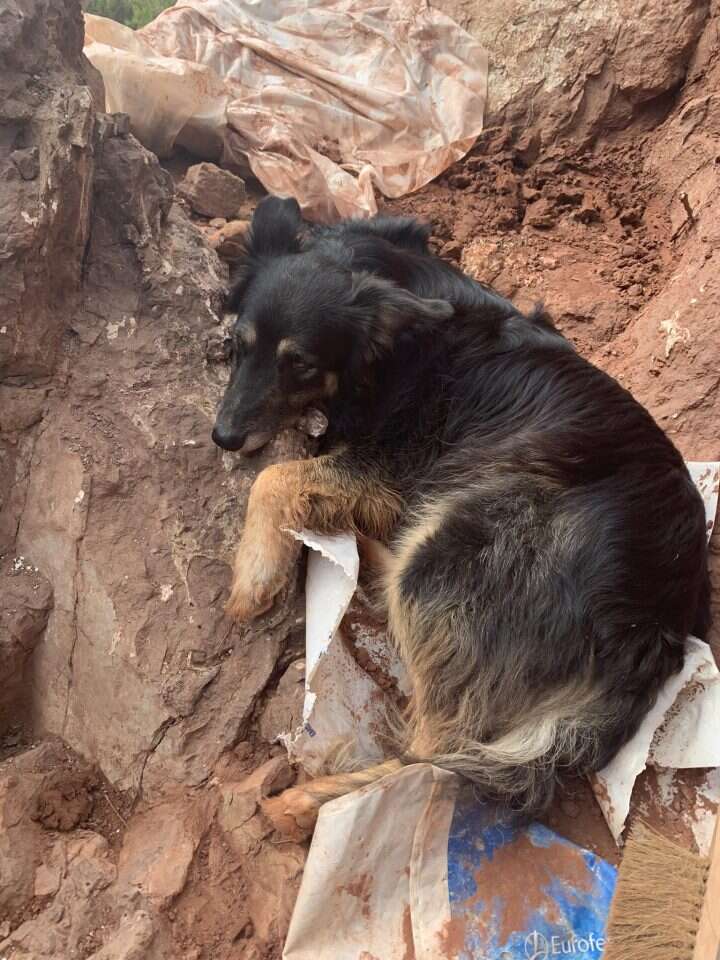 הכלבה עם עצמות הדינוזאור. | Damien Boschetto