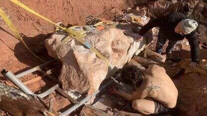 עצמות הדינוזאור. | Damien Boschetto