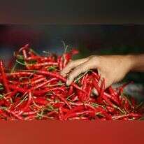 פלפל חריף. | EPA/HOTLI SIMANJUNTAK