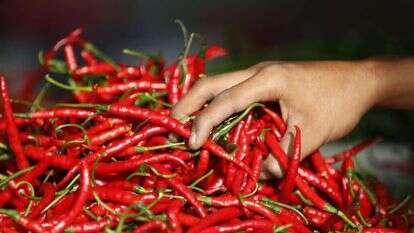 פלפל חריף. | EPA/HOTLI SIMANJUNTAK