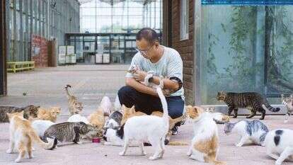 תעשיית חיות המחמד צמחה בקורונה ושווה מיליארדי דולרים. צ'אן האו, מנהל אי החתולים בשנגחאי. | Yufan Lu - Washington Post