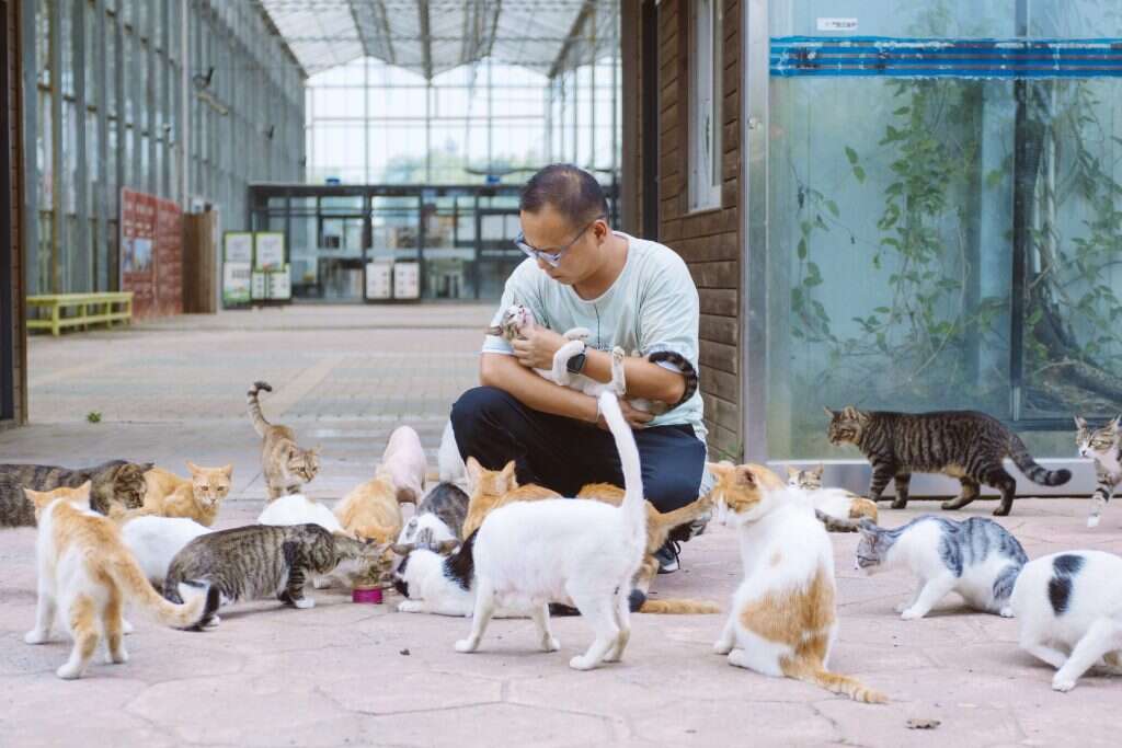 תעשיית חיות המחמד צמחה בקורונה ושווה מיליארדי דולרים. צ'אן האו, מנהל אי החתולים בשנגחאי. | Yufan Lu - Washington Post