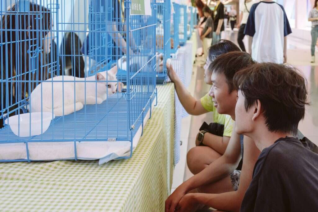 5 מיליון חתולים ברחובות בלי הגנה. אי החתולים בשנגחאי. יום אימוץ חתול בעיר. | Yufan Lu - Washington Post