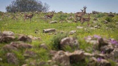 מאור קינסבורסקי, פלאש 90