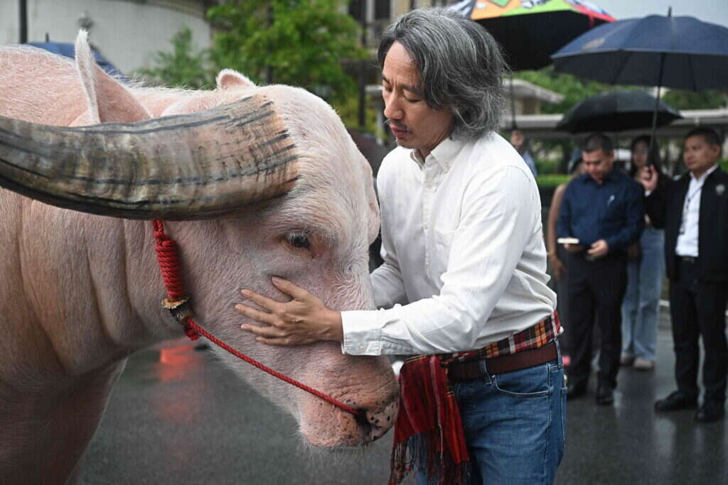 התאו מול מבנה הממשלה. | Lillian SUWANRUMPHA / AFP