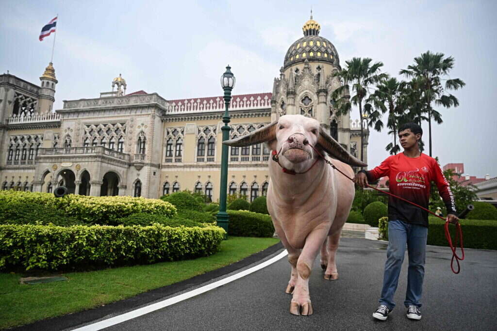 התאו מול מבנה הממשלה. | Lillian SUWANRUMPHA / AFP
