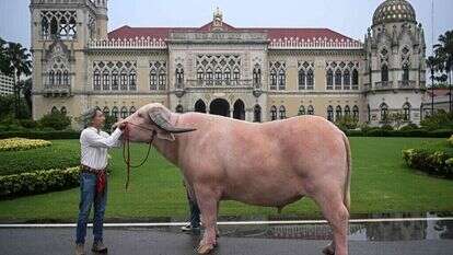 התאו מול מבנה הממשלה. | Lillian SUWANRUMPHA / AFP