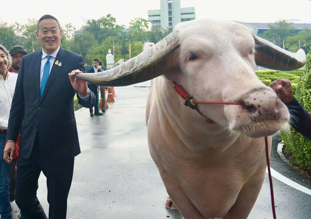 התאו מול מבנה הממשלה. | EPA/ROYAL THAI GOVERNMENT