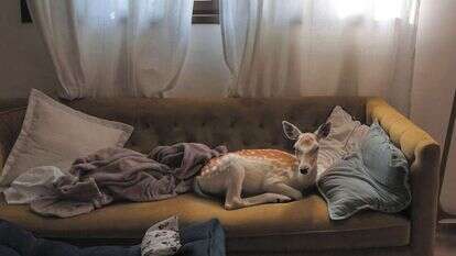 "איילה", | מטופל, הדפסת צבע על נייר ארכיוני, 2023, מתוך התערוכה.