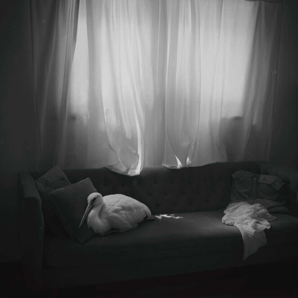 סופי ברזון מקאי, חסידה, 2023, | מטופל, הדפסת צבע על נייר ארכיוני