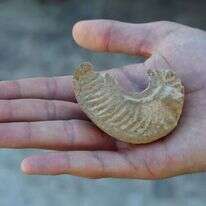 נר השמן ממצד צפיר. | יולי שוורץ רשות העתיקות