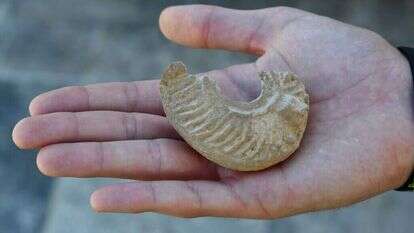 נר השמן ממצד צפיר. | יולי שוורץ רשות העתיקות