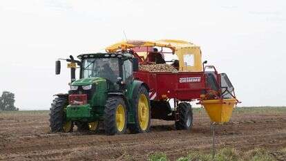 קטיף תפוחי אדמה בישראל. | עידן גרוס