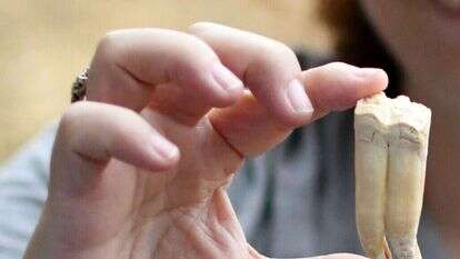 שיני זברה שנתגלו בעובדיה. | יולי שוורץ רשות העתיקות