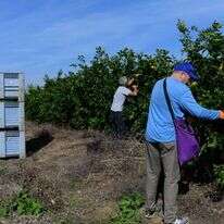 מתנדבים בעוטף עזה, לפני כשלושה חודשים. | תומר נויברג, פלאש 90