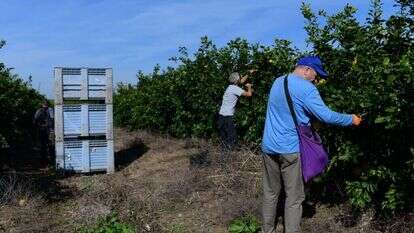 מתנדבים בעוטף עזה, לפני כשלושה חודשים. | תומר נויברג, פלאש 90