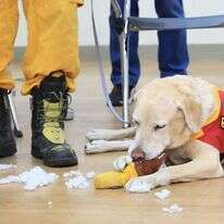 A handout photoכלב החילוץ. | Hualie city government / AFP