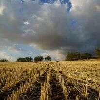 בצורת בגליל ובכנרת, ארכיון | אנצ׳ו גוש - ג׳יני בצורת בגליל ובכנרת, ארכיון | אנצ׳ו גוש - ג׳יני