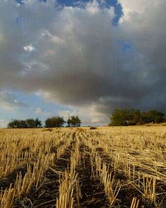 בצורת בגליל ובכנרת, ארכיון | אנצ׳ו גוש - ג׳יני בצורת בגליל ובכנרת, ארכיון | אנצ׳ו גוש - ג׳יני