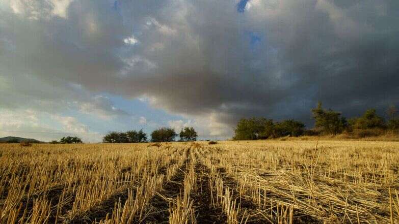בצורת בגליל ובכנרת, ארכיון | אנצ׳ו גוש - ג׳יני בצורת בגליל ובכנרת, ארכיון | אנצ׳ו גוש - ג׳יני