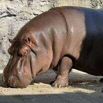 ההיפופוטם בגן החיות היפני. | OSAKA TENNOJI ZOO / AFP