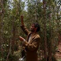 קטיף גת בצנעא. | איי.אף.פי